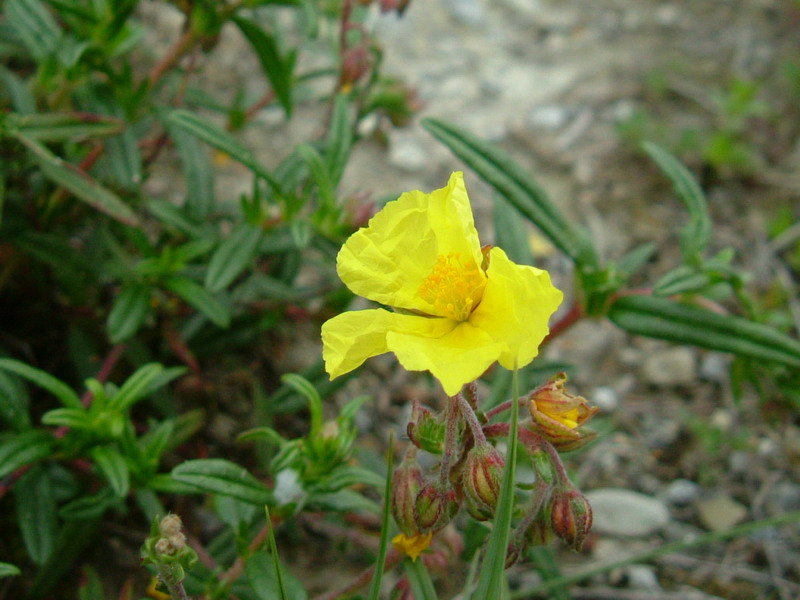 Helianthemum nummularium s.l.